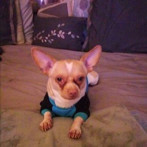 Meet your Posher, Ralph